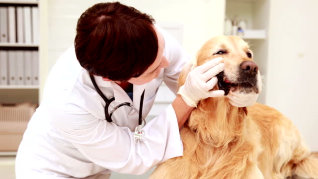 Veterinarian-examining-a-cute-labrador