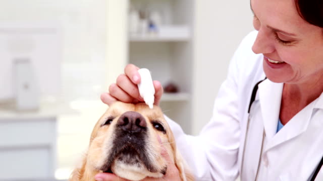 Veterinarian-examining-a-cute-dog