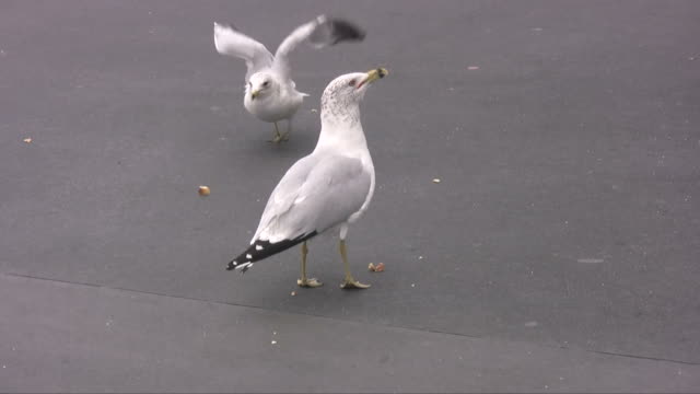 Feeding-Seagulls