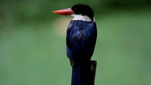 Schwarzkopfmeisen-Eisvogel-(Halcyon-pileata)-in-der-Natur