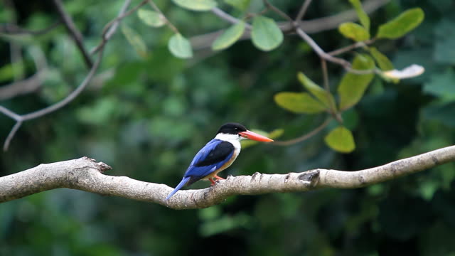 Black-capped-Kingfisher-(Halcyon-pileata)-in-nature