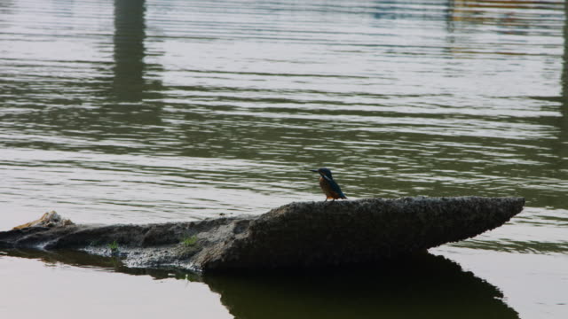 Locked-on-shot-of-bird-on-rock-in-river