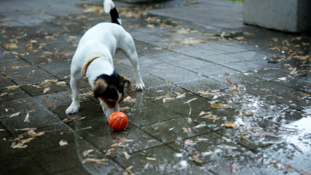 dog-drinks-water-from-puddles