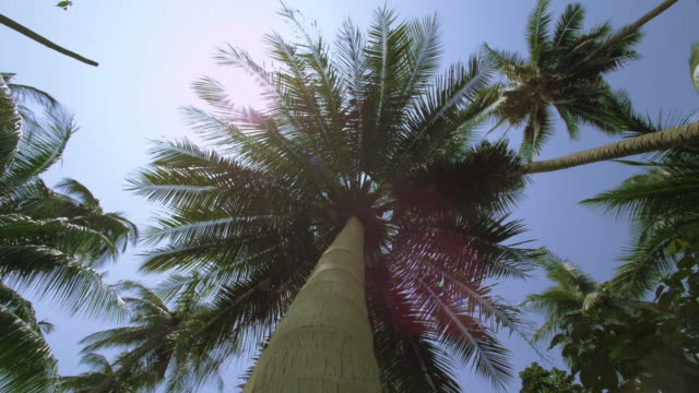 Exotic-palm-tree-in-the-Jungle.-Tracking-shot-around-the-Palm-tree