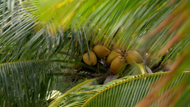 Palmen-Sie-mit-Kokosnüssen-im-Wind-wehende