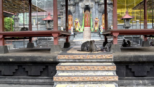 Affen-auf-dem-Territorium-eines-buddhistischen-Tempels