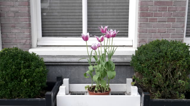 Flores-rosas-Tulipanes-en-una-jardinera-en-amsterdam