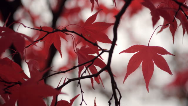 Rot-Acer-oder-Ahorn-Blätter-im-Canon-Hill-Park.