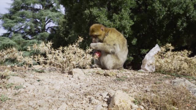 A-macaque-in-a-forest-in-the-Atlas-mountain-range-in-Morocco-in-slow-motion