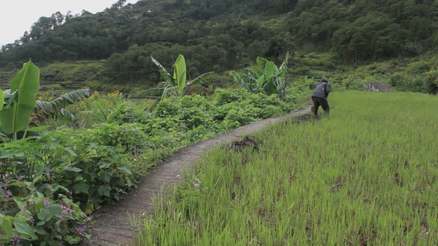 Landwirt-Arbeiten-auf-Reis-Felder-in-den-Philippinen