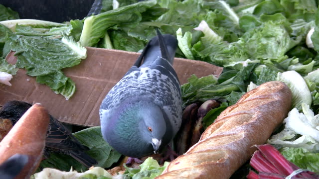 Pigeon-eating.