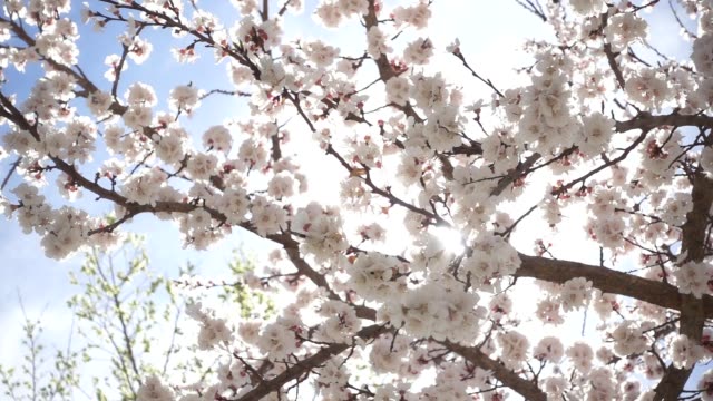 Flores-de-primavera-florecer.-Cámara-lenta