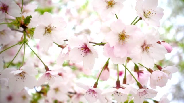 Frühlingsblumen-erblühen.-Zeitlupe
