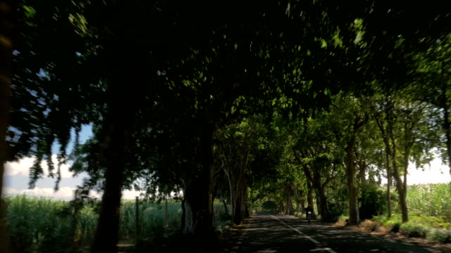 Fahren-auf-der-Straße-mit-Bäumen-und-Zuckerrohr-Ackerland-neben
