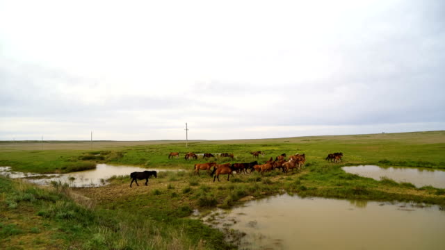 La-manada-de-caballos-en-un-prado-soleado.-Caballos-y-potro-pastan-en-una-pradera.