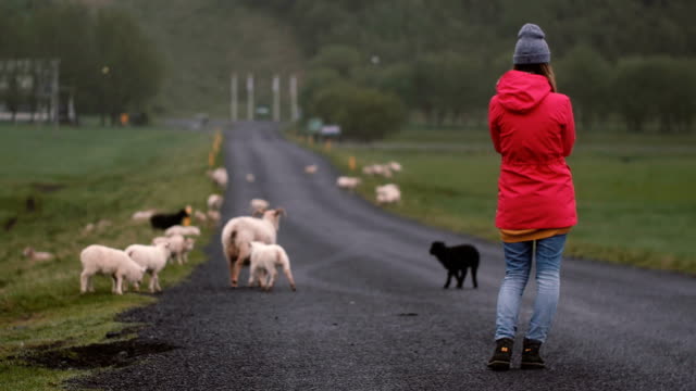 Rückansicht-der-jungen-Frau-auf-der-Straße-stehen-und-blickte-auf-weiße-und-schwarze-Schafe,-die-zu-Fuß-auf-sie,-zusammen-Weiden