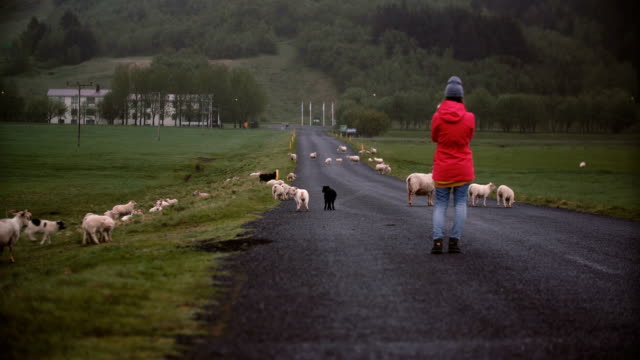 Vista-posterior-de-joven-viaja-de-pie-en-la-carretera-de-montaña-y-tomar-fotos-de-ovejas-en-smartphone