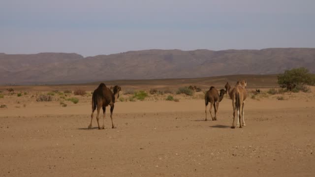 Gruppe-von-Kamelen,-Wandern-in-der-Wüste-Sahara