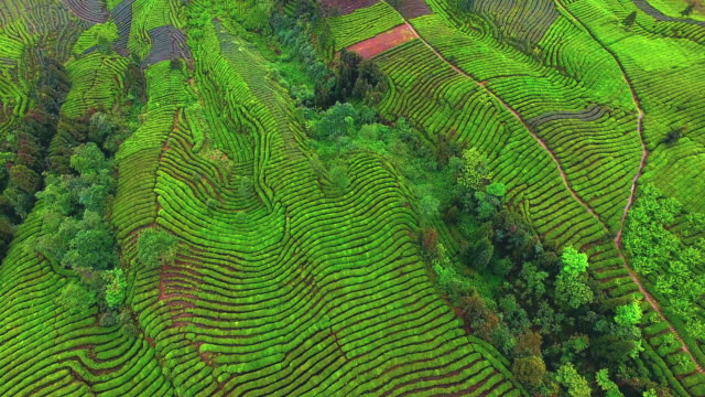 Beautiful-landscape-at-tea-plantation,-aerial-4k,