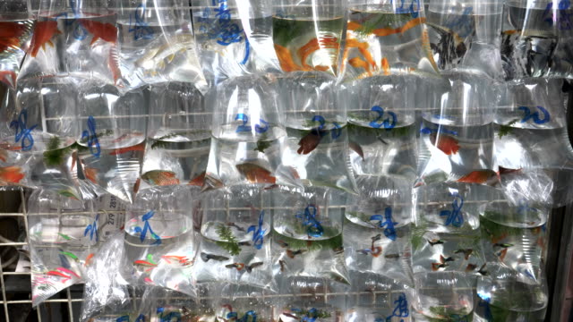 zoom-in-on-tropical-fish-in-bags-at-mongkok-markets-in-hong-kong