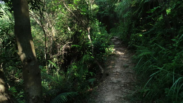 Zu-Fuß-auf-einem-Wanderweg-im-Wald,-bedeckt-POV-Walking-Weg-durch-ein-Farn-und-Rasen-Regenwald-an-einem-sonnigen-Tag