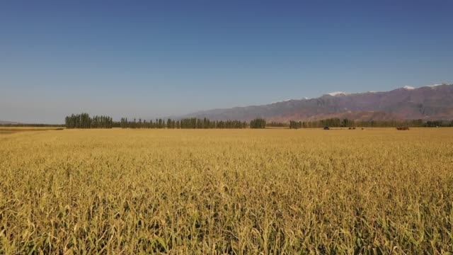 Große-Reisfelder-in-Xinjiang