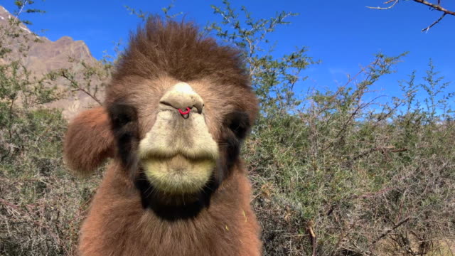 Camello-en-Hunder-duna-de-arena,-el-valle-de-Nubra,-India