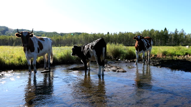 cow-passing-through-the-river-on-the-grassland