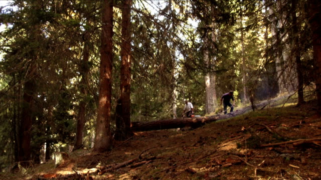 Holzfäller-Bäume-in-Alta-Badia,-Dolomiten