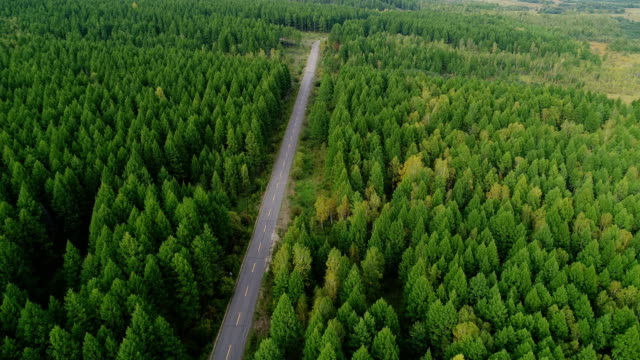 Aérea-Drone-imágenes-vista:-levantamiento-encima-del-camino-a-través-de-otoño-paisaje-de-bosques