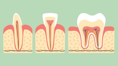 Art-von-Zahn-(Backenzahn,-Schneidezahn-und-Eckzahn)-Anatomie-Struktur-einschließlich-der-Knochen-und-Zahnfleisch