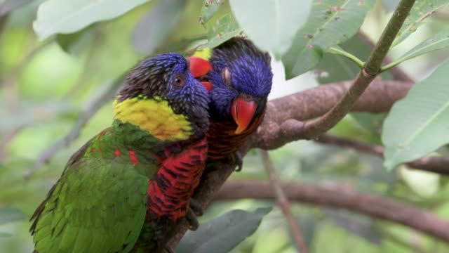 Zwei-Papageien-sitzen-im-Baum-Zweig-und-miteinander-Liebe-machen