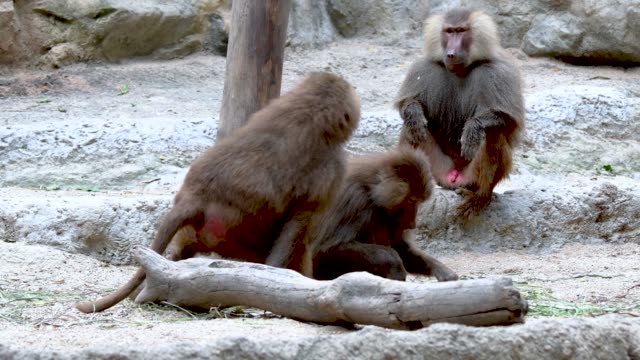 Baboons-playing-and-fighting-with-each-other