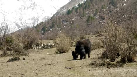 The-Himalayan-yak-eats-grass-among-the-mountains-of-Nepal.-Manaslu-circuit-trek.
