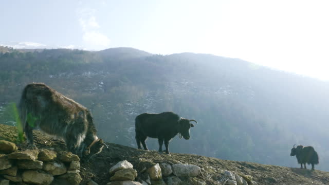 Die-Himalayan-Yak-frisst-Grass-unter-den-Bergen-von-Nepal.-Manaslu-Circuit-Trek.