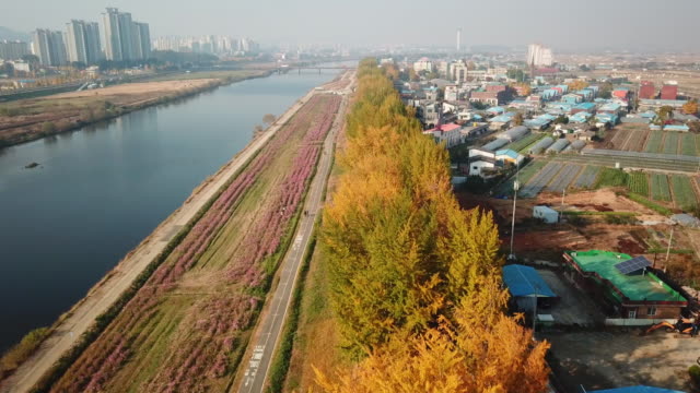 Luftbild-Herbstwald-bei-Asan-Gingko-Baum-Road,-Seoul,-Südkorea.