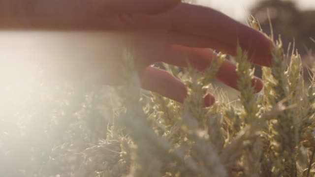 Landwirt-schöne-berühren-Weizenfeld-mit-Lens-Flares-und-epische-Sonnenuntergang---Schuss-auf-rot