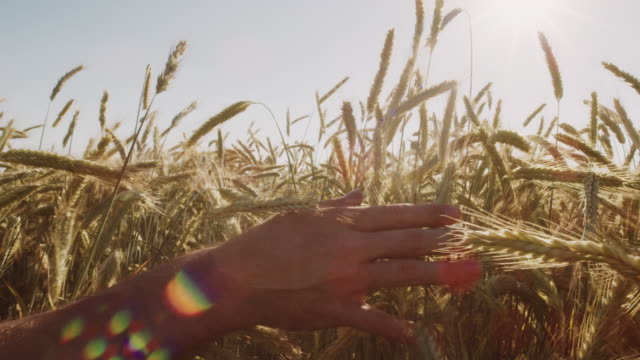 Landwirt-schöne-berühren-Weizenfeld-mit-blauen-Himmel-und-epische-Sonnenlicht---Schuss-auf-rot