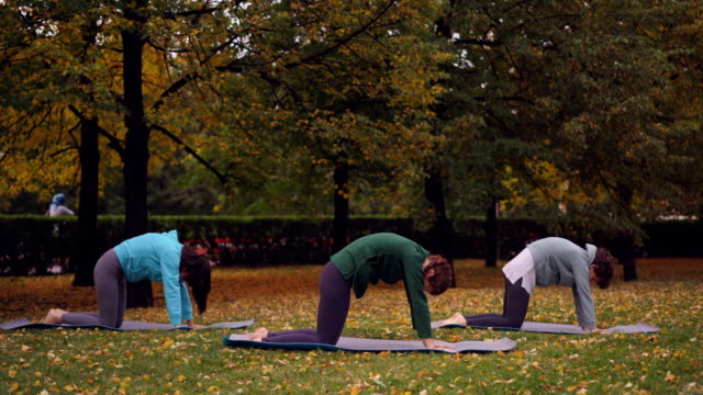 Gruppe-von-jungen-Frauen-Yoga-Studenten-sind-Übungen-für-gesunde-Wirbelsäule-stehen-auf-Händen-und-Knien-auf-Matten-und-beweglichen-Körper.-Aktiven-Lebensstil-und-Jugend-Konzept.
