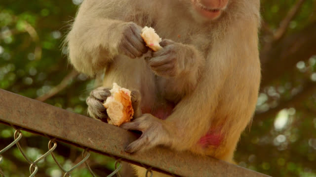Affe-isst-Brötchen