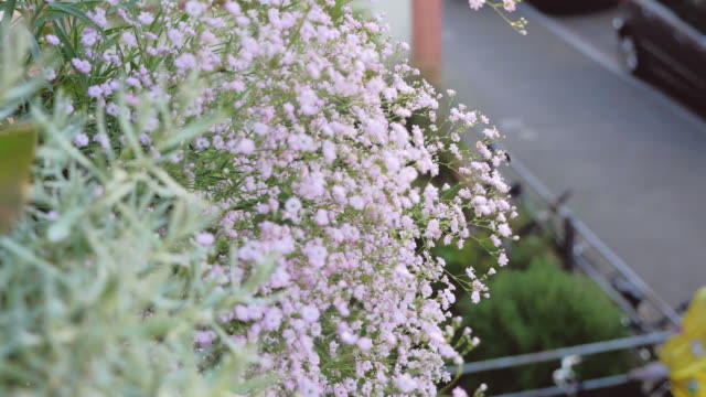 Flores-de-balcón-sobre-calle-de-la-ciudad-2