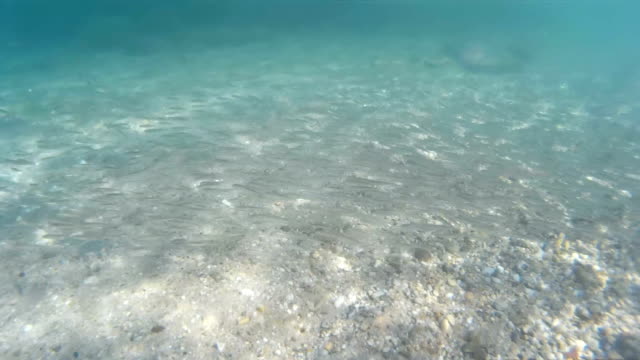Bandada-de-pescado-del-mar
