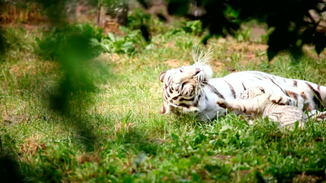 White-tigress-and-cub.