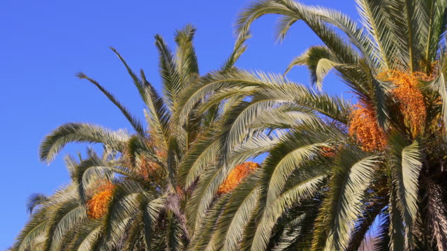 wind-moving-date-palm-blue-sky-4k-spain