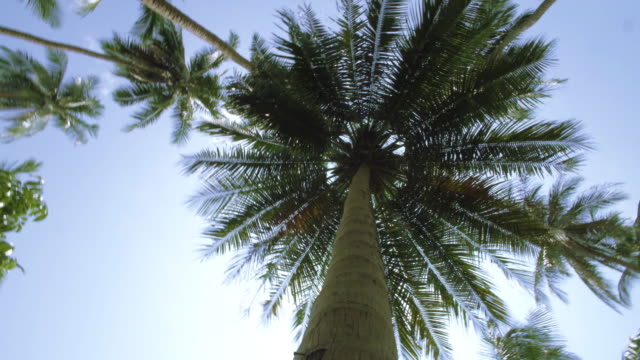 Exotische-Palme-im-Dschungel.-Kamerafahrt-rund-um-die-Palme