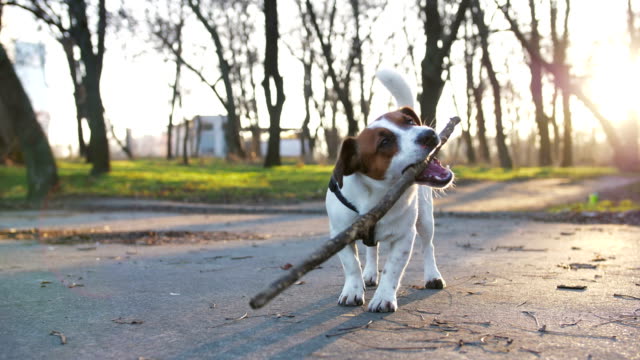 Jack-Russell-Terrier-Hund-mit-einem-Stock-im-park
