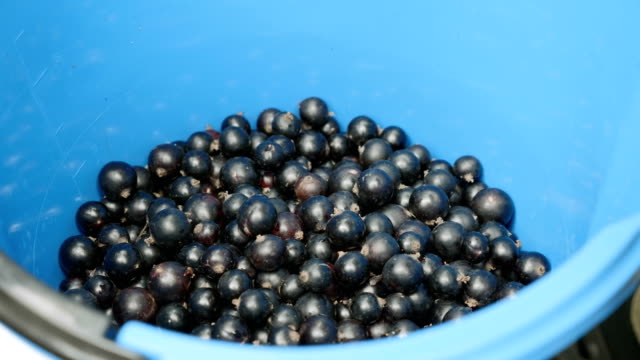 Berries-of-black-currant-in-a-blue-bucket.