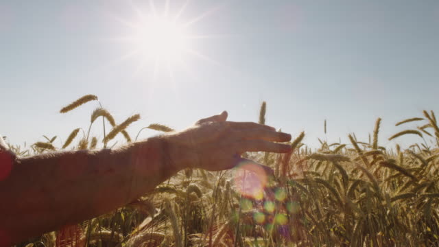 Landwirt-schöne-berühren-Weizenfeld-mit-blauen-Himmel-und-epische-Sonnenlicht---Schuss-auf-rot