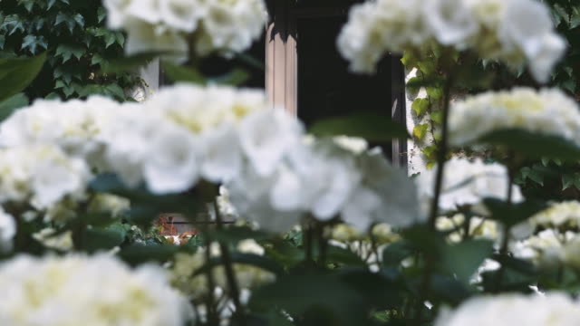 Malerische-weiße-Garten-Blumen-und-Fenster-Haus-umgeben-von-anhaftende-Rebe