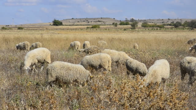 Flock-of-sheep